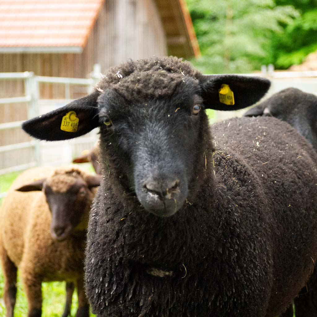 Bio-Jung-Lamm
